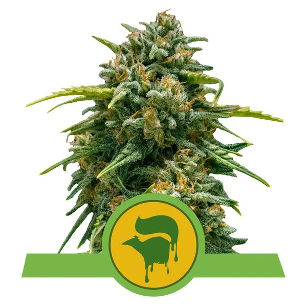 Sweet skunk auto royal queen seeds Foto Sweet skunk auto royal queen seeds