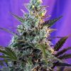 Foto Sweet skunk f1 fast version sweet seeds