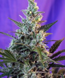 Foto Sweet skunk f1 fast version sweet seeds