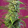 Foto Sweet tai sweet seeds