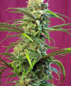 Foto Sweet tai sweet seeds