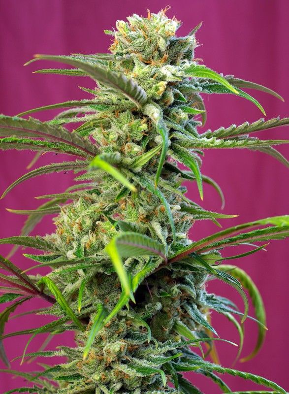 Foto Sweet tai sweet seeds