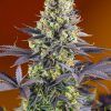 Foto Sweet zenzation sweet seeds