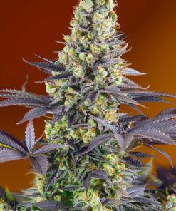 Foto Sweet zenzation sweet seeds