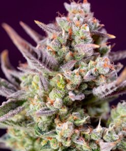 Foto Sweet zenzation xl auto sweet seeds
