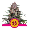 Foto Sweet zz 100% royal queen seeds