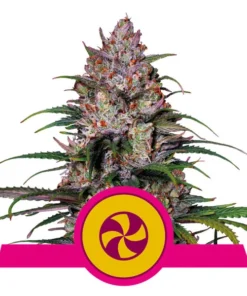 Foto Sweet zz 100% royal queen seeds
