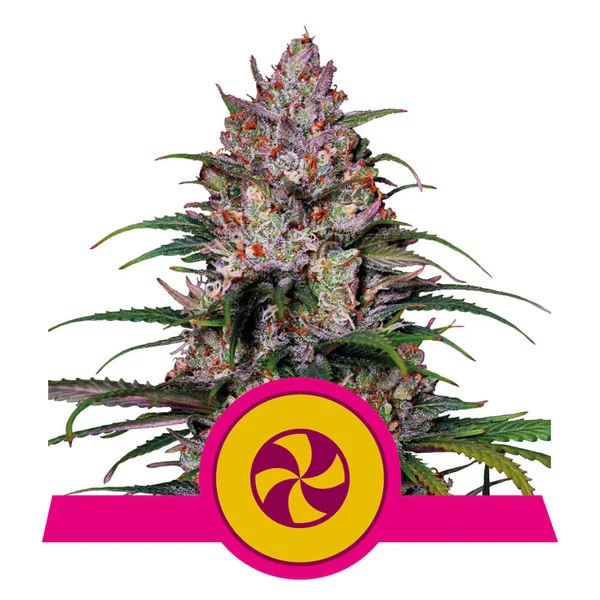 Sweet zz 100% royal queen seeds Foto Sweet zz 100% royal queen seeds