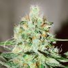 Foto Jägg kush 100% delicious