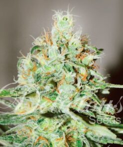Foto Jägg kush 100% delicious