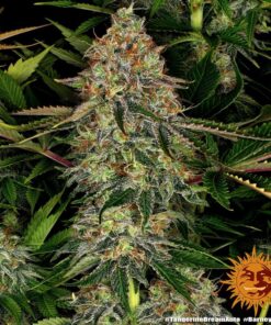 Foto Tangerine dream auto barney's farm seeds