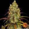 Foto Tangerine dream 100% barney´s farm seeds