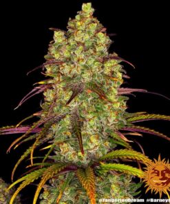 Foto Tangerine dream 100% barney´s farm seeds