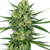 Foto Tangerine sugar 100% sensi seeds