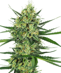 Foto Tangerine sugar 100% sensi seeds