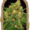Foto Devil kush reg exotic seed