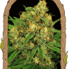 Foto Tangerine kush reg exotic seed