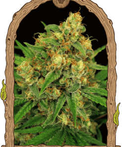 Foto Tangerine kush reg exotic seed