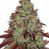 Foto Tezla og 100% sensi seeds