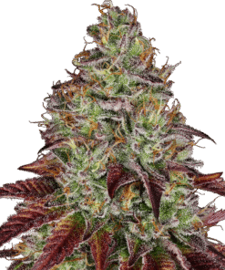 Foto Tezla og 100% sensi seeds