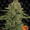 Foto Triple cheese 100% barney's farm seeds