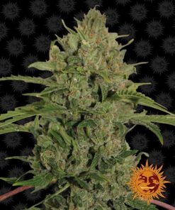 Foto Triple cheese 100% barney's farm seeds