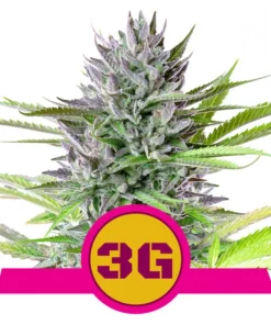 Foto Triple g 100% royal queen seeds