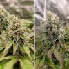 Foto Tropical tangie 100% dutch passion