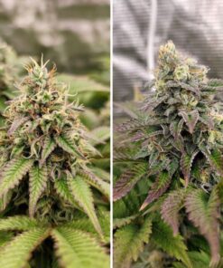 Foto Tropical tangie 100% dutch passion