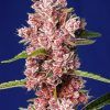 Foto Tropicanna poison f1 fast version