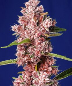 Foto Tropicanna poison f1 fast version