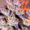 Foto Tropicanna poison xl auto sweet seeds