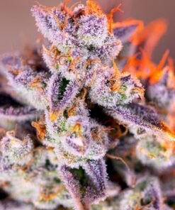 Foto Tropicanna poison xl auto sweet seeds