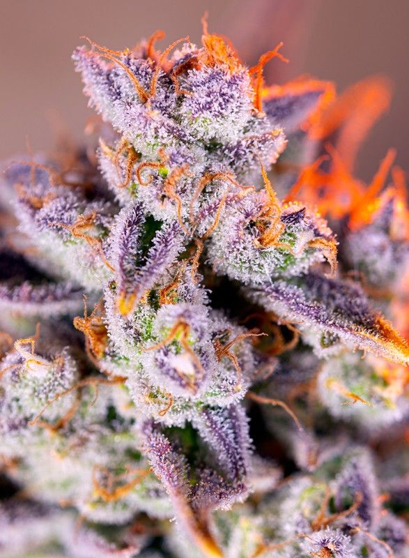tropicanna-poison-xl-auto Foto Tropicanna poison xl auto sweet seeds