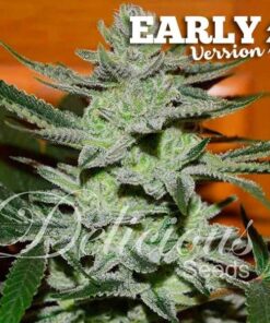 Foto Unknown kush early version 100% delicious