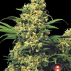 warlock topbud