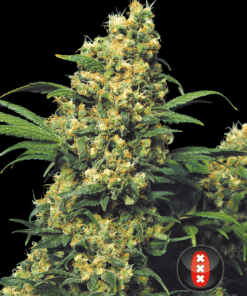 warlock topbud