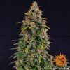 Foto Watermelon zkittlez auto barney’s farm seeds