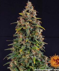 Foto Watermelon zkittlez auto barney’s farm seeds