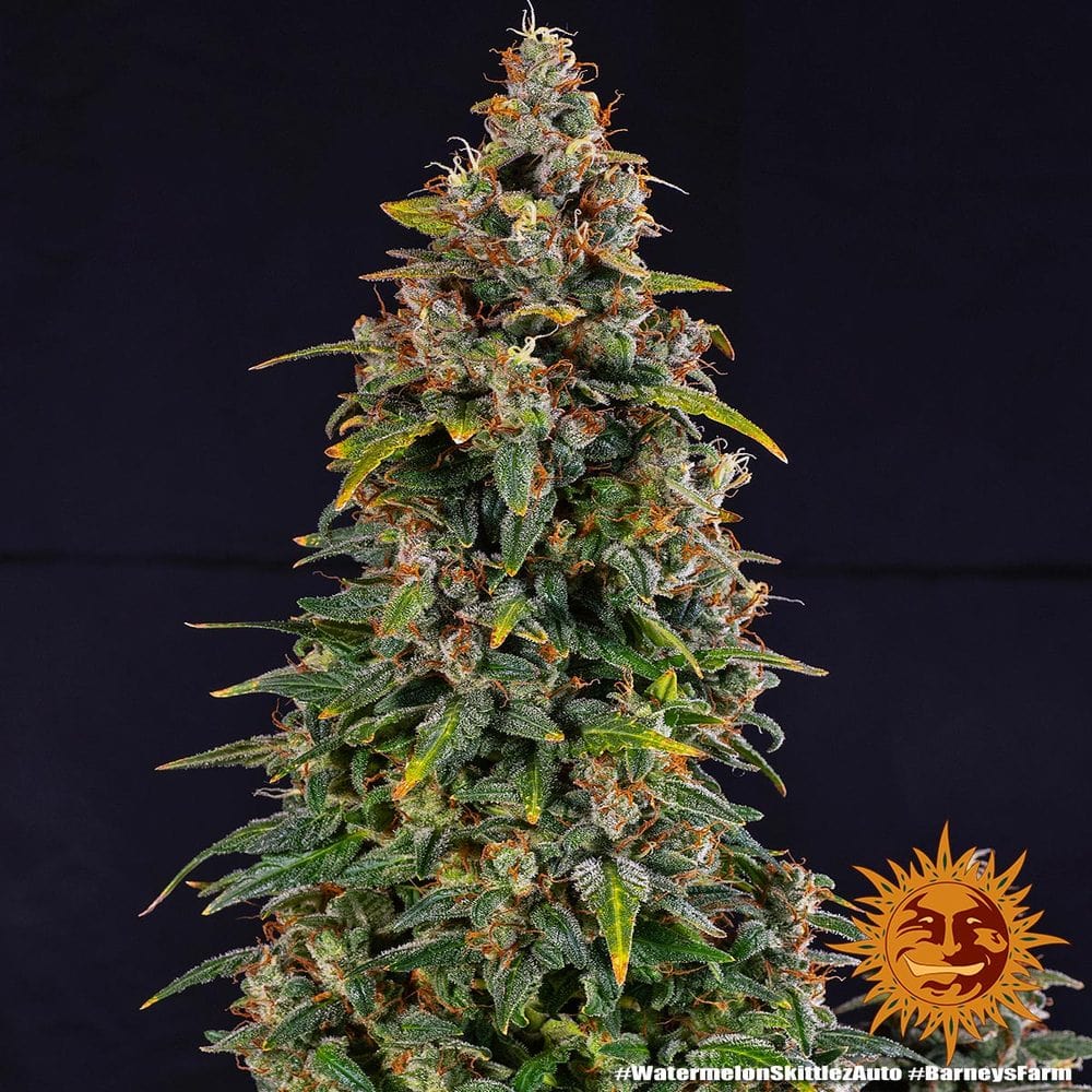 Watermelon zkittlez auto barney’s farm seeds Foto Watermelon zkittlez auto barney’s farm seeds
