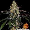Foto Watermelon zkittlez 100% barneys farm