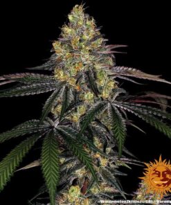 Foto Watermelon zkittlez 100% barneys farm