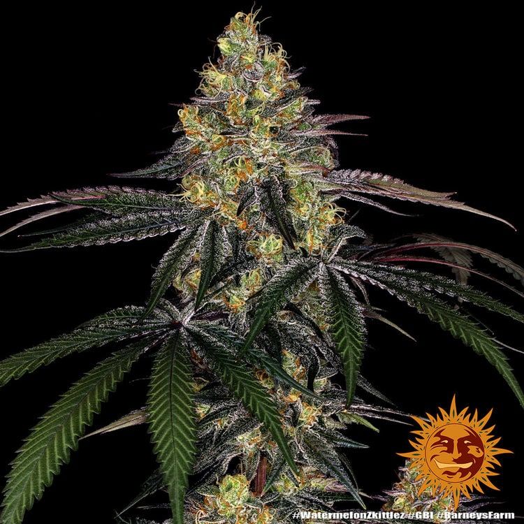 Watermelon zkittlez 100% barneys farm Foto Watermelon zkittlez 100% barneys farm