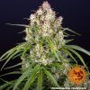 Foto Wedding cake auto barney´s farm seeds