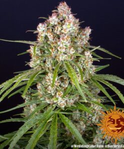 Foto Wedding cake auto barney´s farm seeds