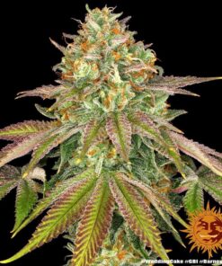 Foto Wedding cake barney´s farm seeds