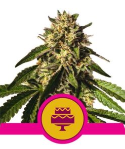 Foto Wedding gelato 100% royal queen