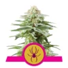 Foto White widow 100% royal queen seeds