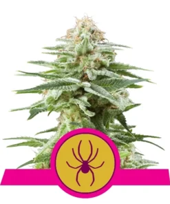 Foto White widow 100% royal queen seeds