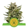 Foto White widow auto royal queen seeds